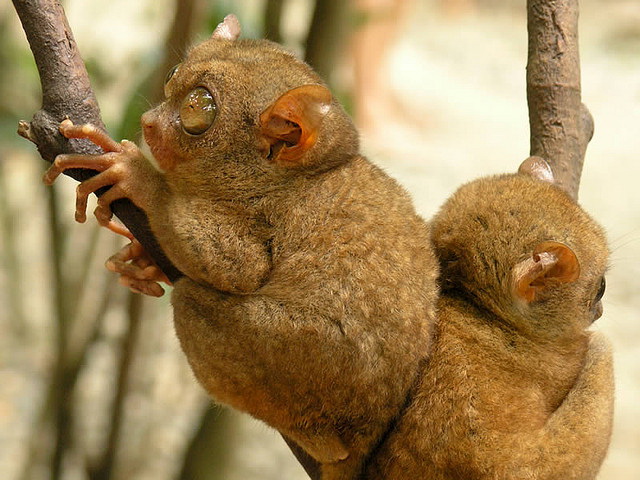 Tarsiers, Bohol